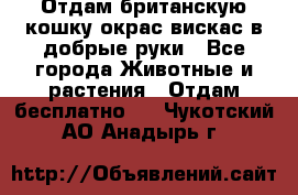 Отдам британскую кошку окрас вискас в добрые руки - Все города Животные и растения » Отдам бесплатно   . Чукотский АО,Анадырь г.